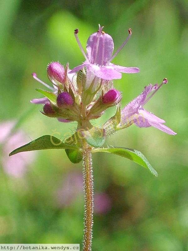 Mateřídouška nať řezaná